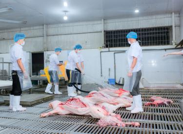 Quá trình chăn nuôi heo của Anh Phát